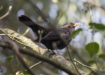 Blackbird (Turdus merula) spotted outdoors