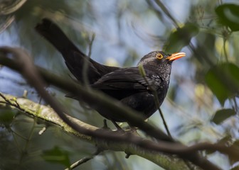 Blackbird (Turdus merula) spotted outdoors