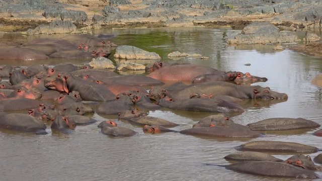 Стадо бегемотов в пересыхающей реке. Увлекательное сафари - путешествие по африканской саванне. Танзания.