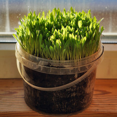 Green grass in a flowerpot on sunny spring day