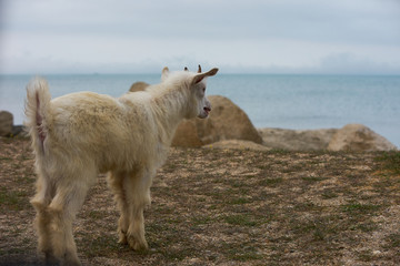 Obraz premium White, little, wild mountain horned goatling standing and Bleating on the gray rock under the bright sunlight near the blue sea.