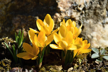 Colchicum, yellow spring flowers in the garden