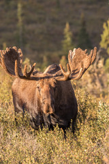 Bull Moose in Velvet