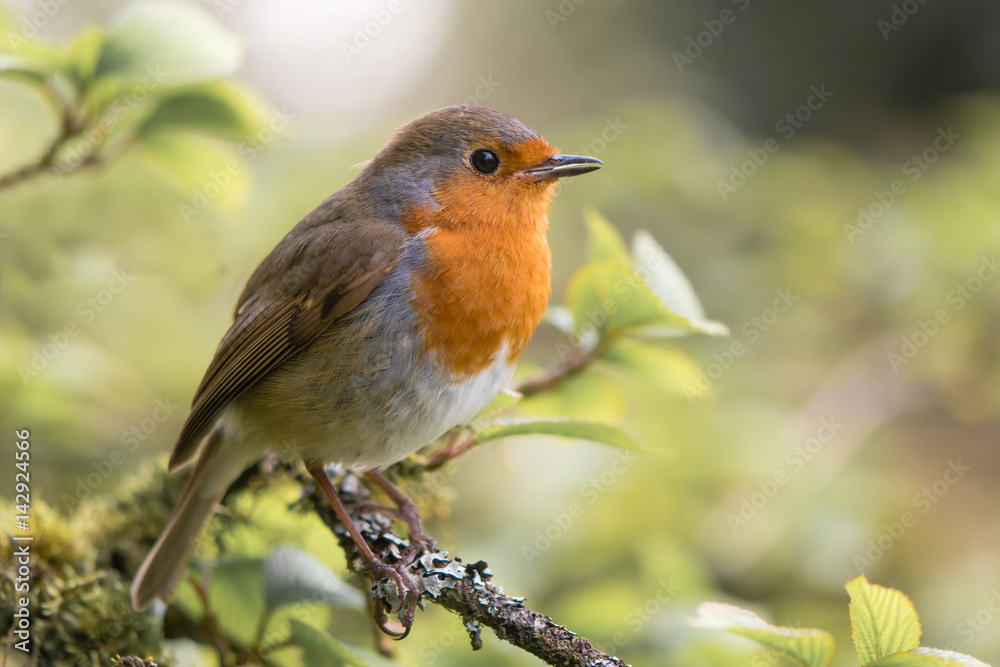 Wall mural robin (erithacus rubecula) singing on branch. bird in family turdidae, with beak open in profile, ma