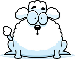 Surprised Little Poodle