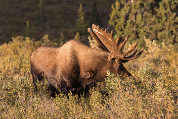 Bull Moose in Velvet