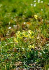 Waldblumen im Frühling