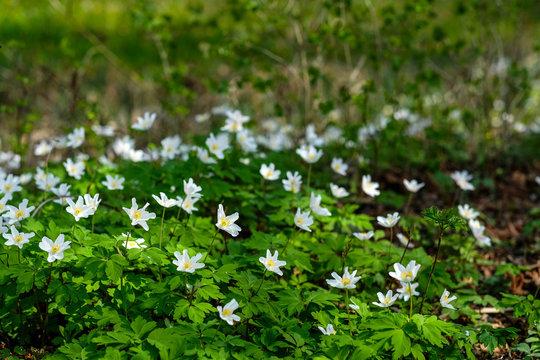 Waldblumen im Fr&uuml;hling