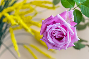 Close up of single pink rose with green leaves on the background of yellow flowers.