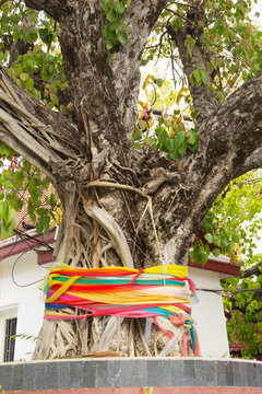 colorful three color fabric around the old tree. people in asian believe they are an angle inside the old tree are prevent dangerous..