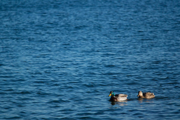 a couple of ducks