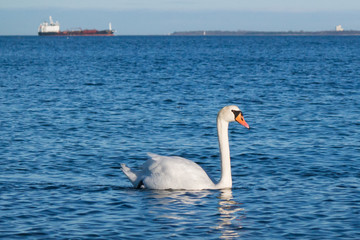 swan and ships