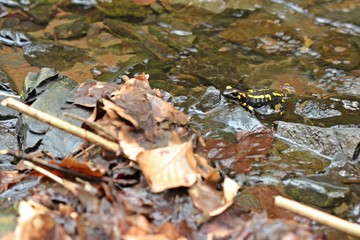 Im Bach sitzender Feuersalamander (Salamandra salamandra)
