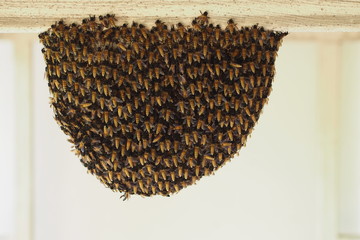 Swam of bees make a beautiful shape honeycomb under steel frame 