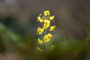 Epimedium x versicolor 'Sulphureum' flower stems. Pale yellow flowers of shade tolerant plant in the family Berberidaceae, flowering in Bath Botanic Garden