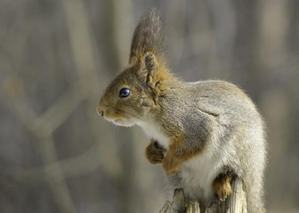 Squirrel on an old tree stump. Sciurus vulgaris. 