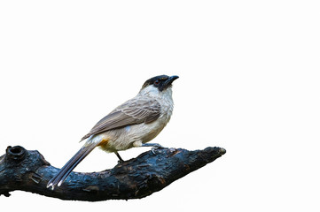 Sooty-headed bulbul or Pycnonotus aurigaster, beautiful bird isolated on branch with white background.