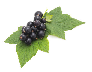 Black currant with leaves.