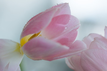 Nasse rosa Tulpe mit Blütenstempel