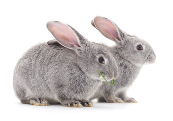 Two gray rabbits.