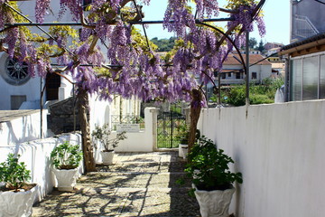Obraz premium wisteria
