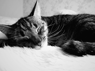 Cat sleeping - obrazy, fototapety, plakaty