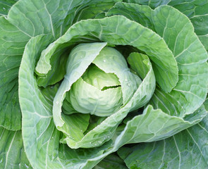 Cabbage