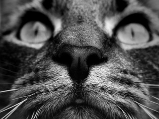 Bengal cat closeup - obrazy, fototapety, plakaty