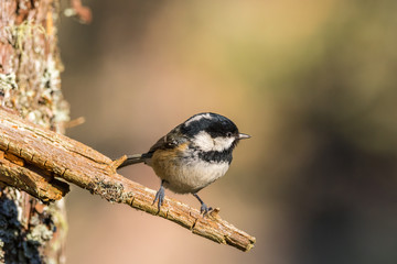 Close up of a Coal Tit (Periparus ater)