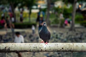 dove standing on steel 