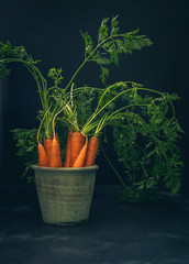 kontrastreiche Aufnahme von Karotten mit Grün in einem Topf