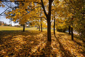 Naklejka premium Autumn park with golden yellow leaves fallen from tree