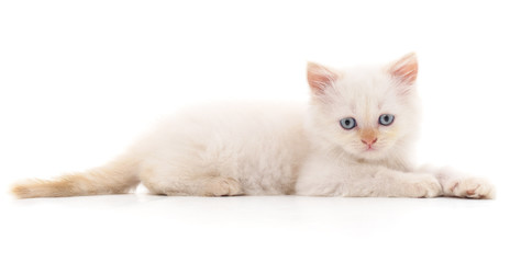 White cat.