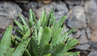 mediterrane grüne Pflanze mit schwarzen Stacheln
