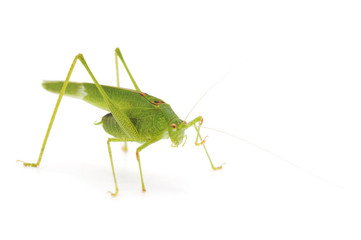 Green cricket.