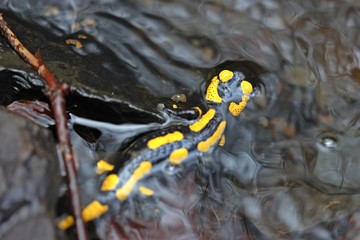 Im Bach sitzender Feuersalamander (Salamandra salamandra) 
