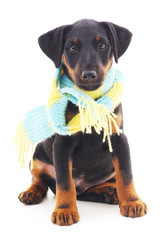 Obraz premium Dog in scarf.