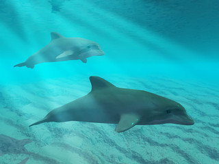 Fototapeta premium Dolphins under water