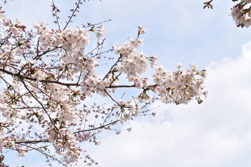 ソメイヨシノ