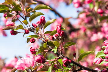 Fototapeta na wymiar Crabapple tree in bloom