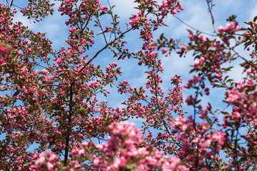 Crabapple tree in bloom