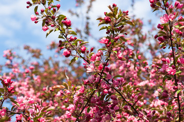 Crabapple tree in bloom