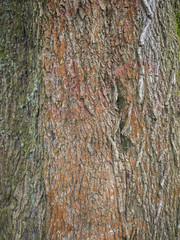 Nahaufnahme einer Holztextur eines Baumes