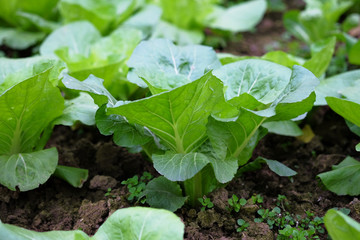 fresh chinese cabbage