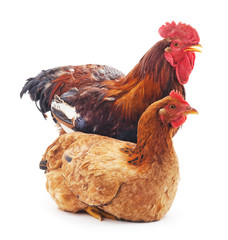 Red rooster and hen.
