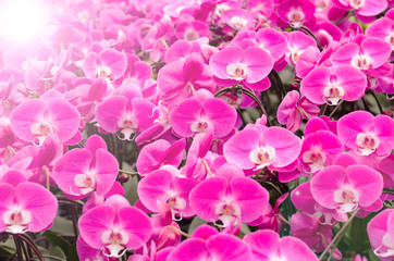 Pink orchid flowers with sunrise