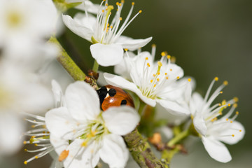 7 spotted ladybird hiding underneath white cherry blossom in spring time