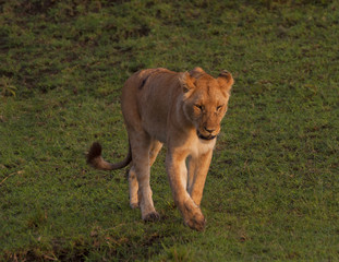 Fototapeta na wymiar Lioness in the savanna
