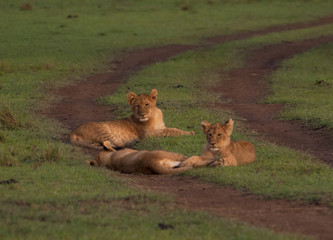 three lion cubs lying on the grass