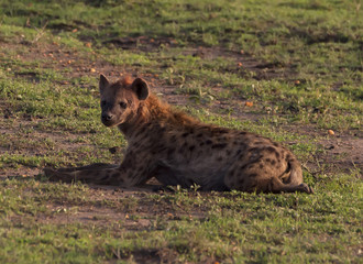 African spotted hyena